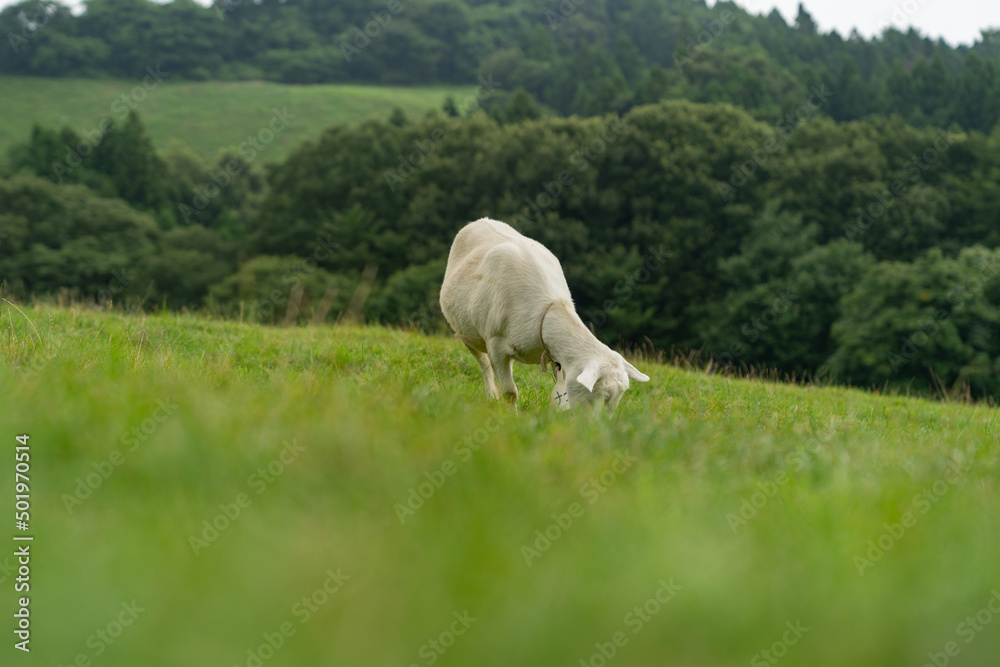Obraz premium ヤギ 家畜 放牧 牧場 自然
