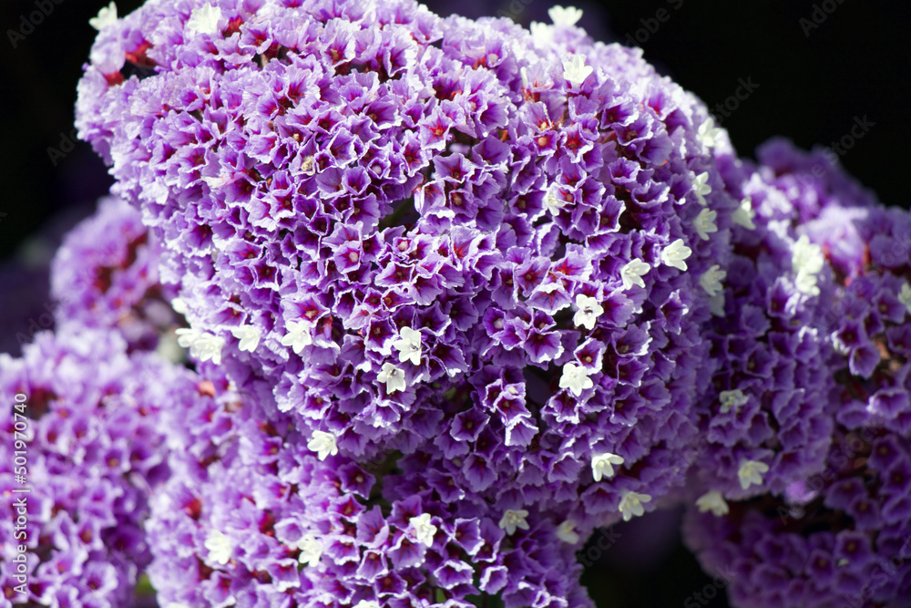 Obraz premium Perez's Sea Lavender, Limonium perezii, Limonium Species, Seafoam Statice