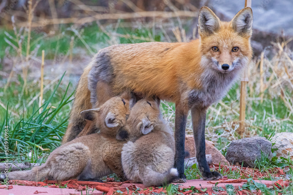 A wild female fox nurses her young fox pups in the suburbs of Colorado.