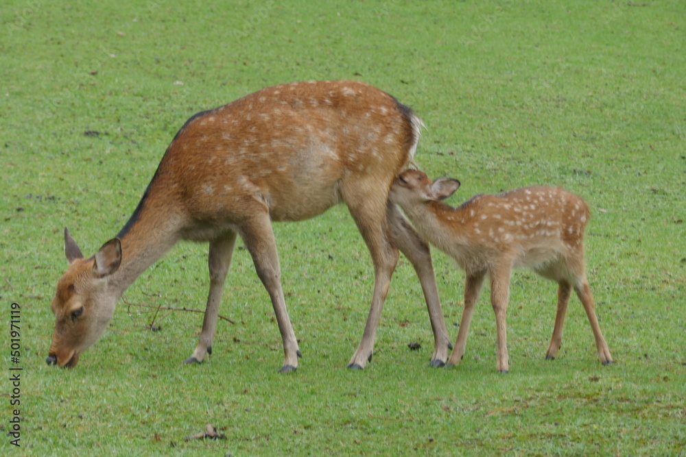 奈良公園の親子鹿 奈良公園の親子鹿