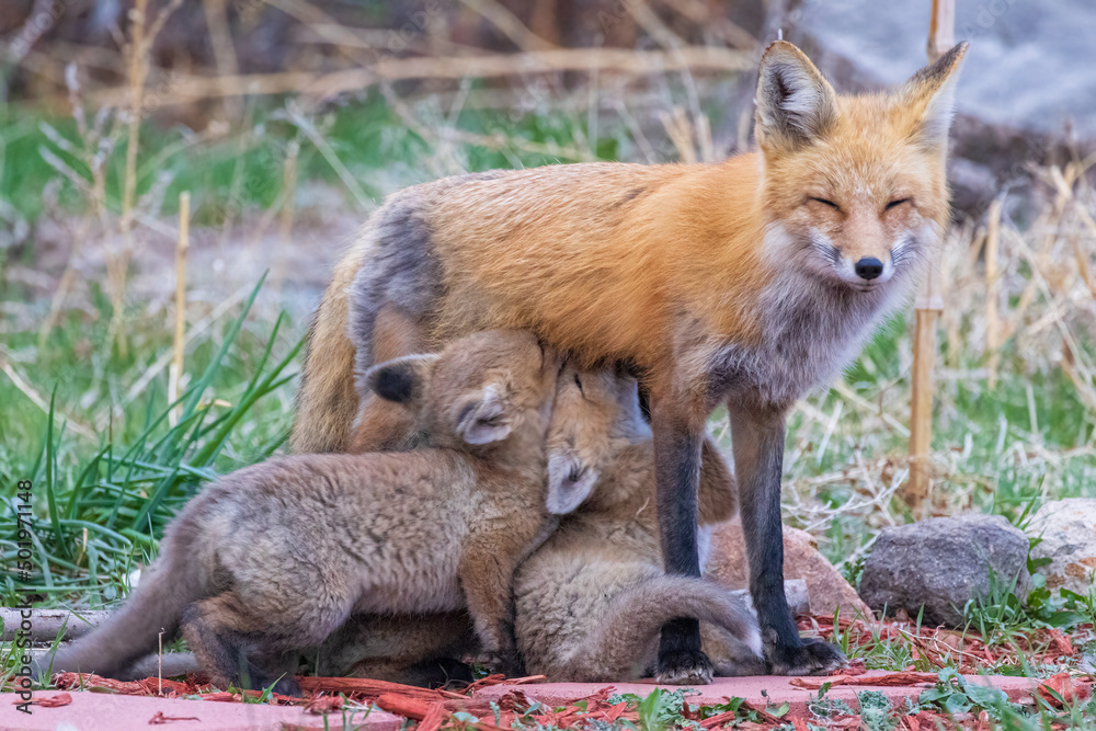 A wild female fox nurses her young fox pups in the suburbs of Colorado. A wild female fox nurses her young fox pups in the suburbs of Colorado.