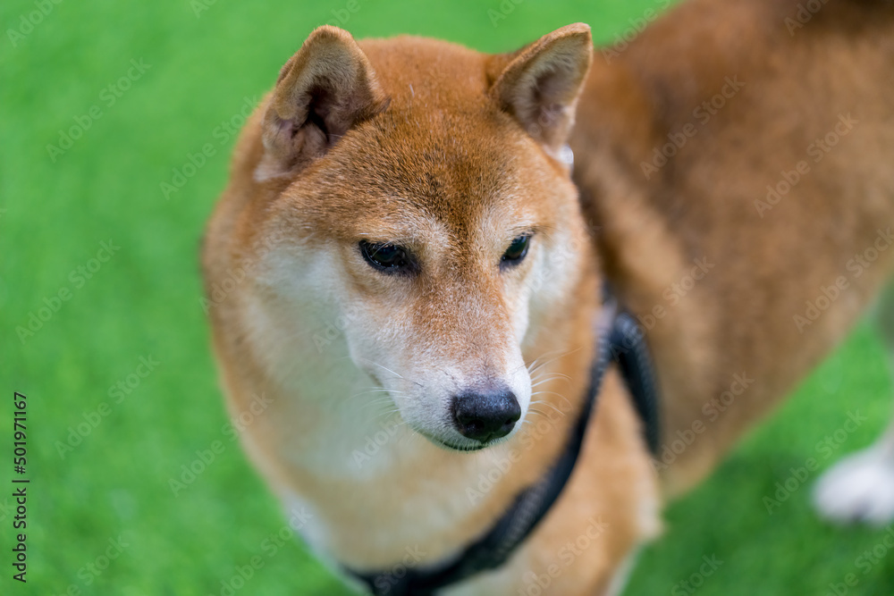 Japanese dog. Shiba Inu dog on the grass. Shiba Dog in a field of meadow.