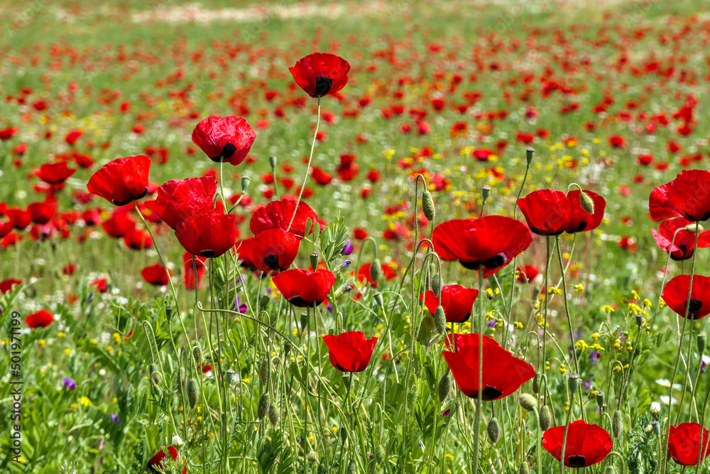 Obraz premium View of a meadow with red poppies and white daisies. Selective Focus