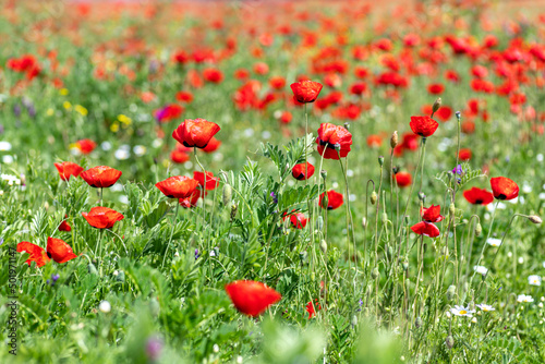 View of a meadow with red poppies and white daisies. Selective Focus