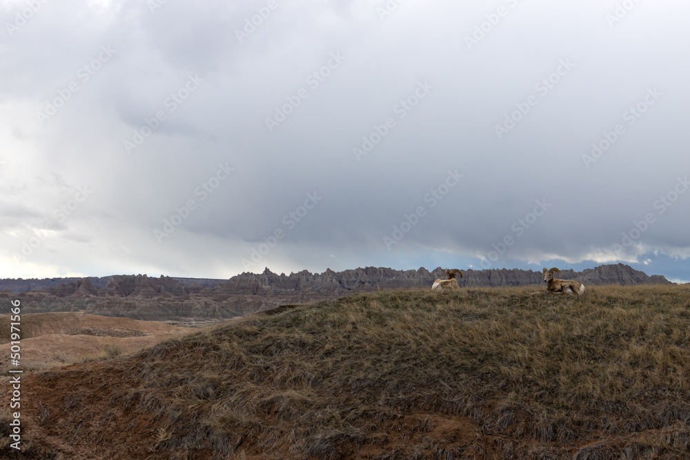 Bighorn sheep sit on a plateau with the dramatic landscape of Badlands National Park in South Dakota behind them