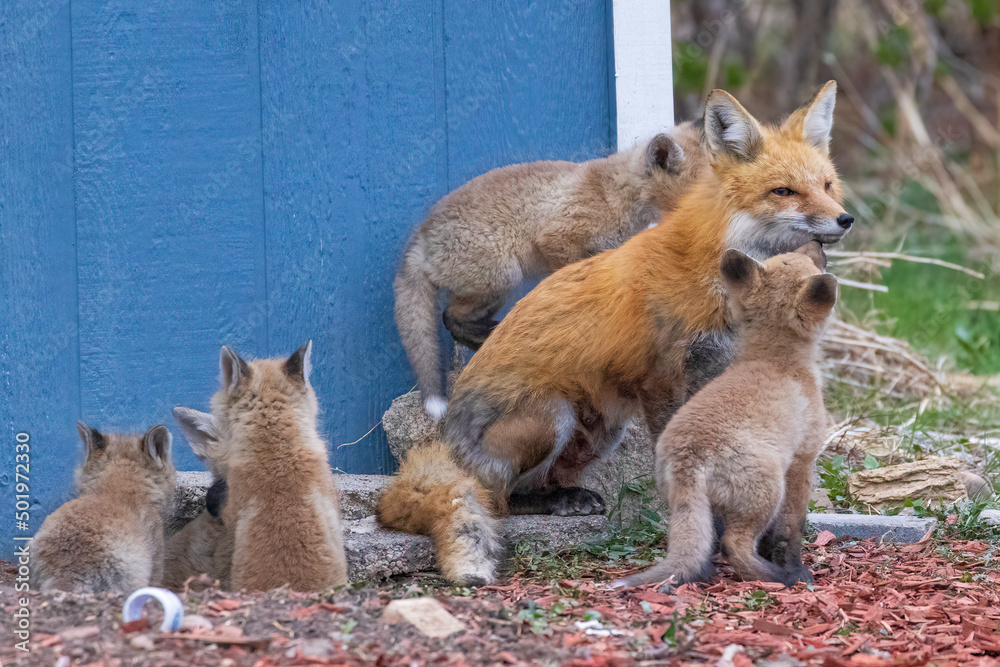 A wild female fox nurses her young fox pups in the suburbs of Colorado. A wild female fox nurses her young fox pups in the suburbs of Colorado.