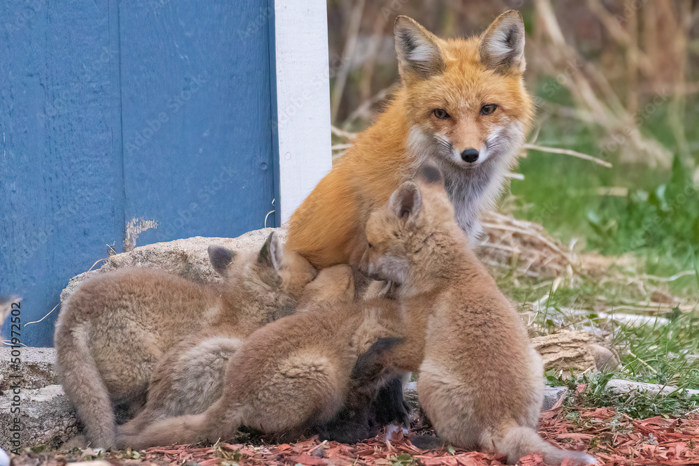 Obraz premium A wild female fox nurses her young fox pups in the suburbs of Colorado.