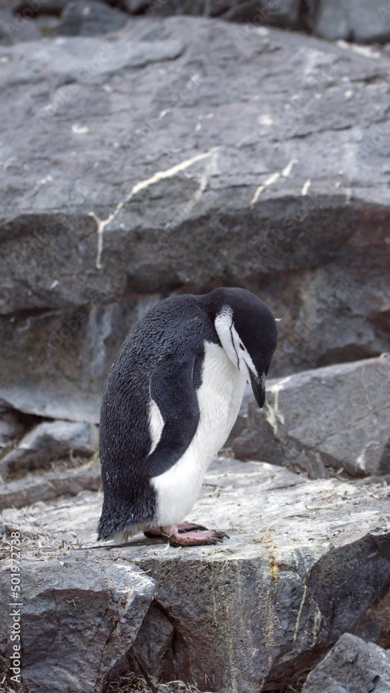 Fototapeta premium Chinstrap penguin (Pygoscelis antarcticus) on Half Moon Island, Antarctica
