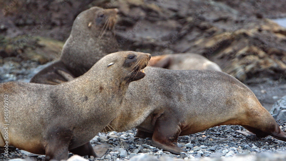 Fototapeta premium Antarctic fur seals (Arctocephalus gazella) on the beach on Half Moon Island, Antarctica