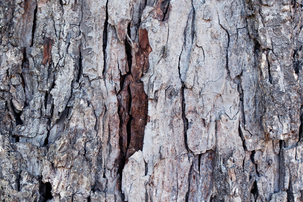 Gray and brown tree bark, wood texture, background Gray and brown tree bark, wood texture, background