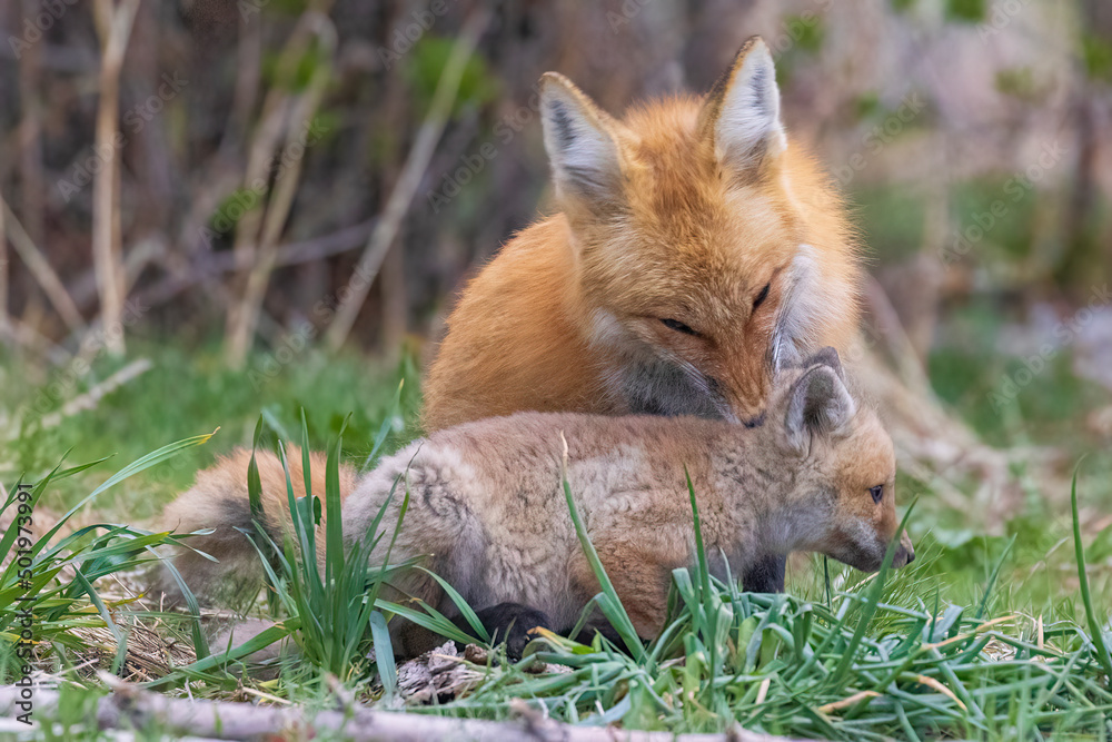 A wild female fox nurses her young fox pups in the suburbs of Colorado. A wild female fox nurses her young fox pups in the suburbs of Colorado.