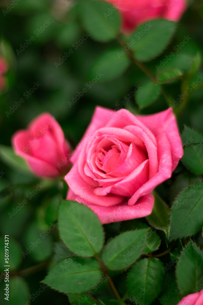 Beautiful juicy bush of pink roses. Flowers. Lots of greenery. Beautiful juicy bush of pink roses. Flowers. Lots of greenery.