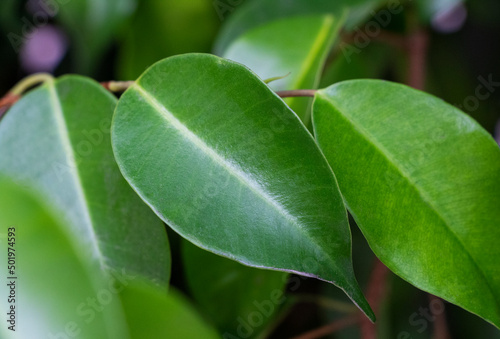 Palaquium rostratum. Green pointed leaves. Beautiful leaves on a branch. Plant. photo