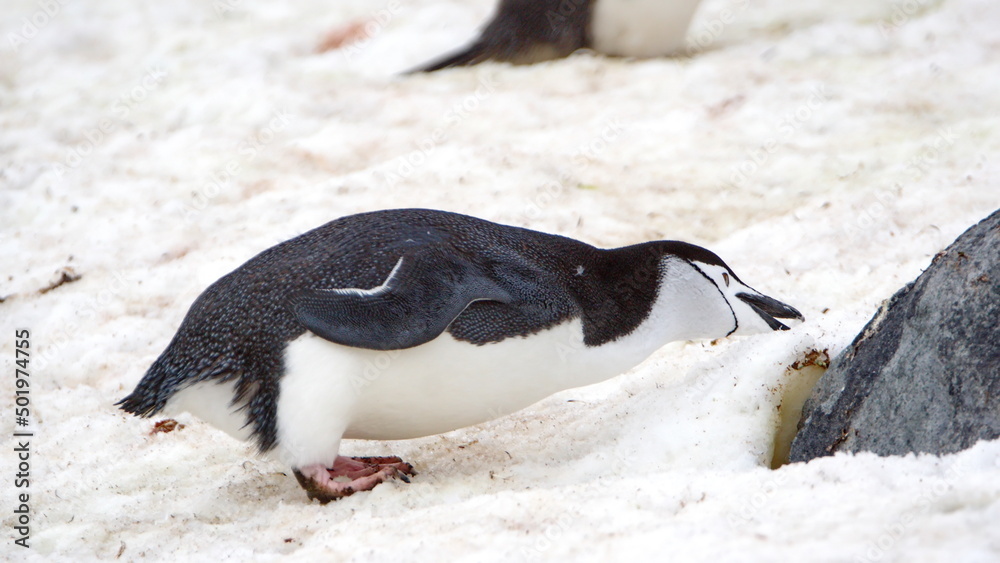 Fototapeta premium Chinstrap penguin (Pygoscelis antarcticus) in the snow on Half Moon Island, Antarctica