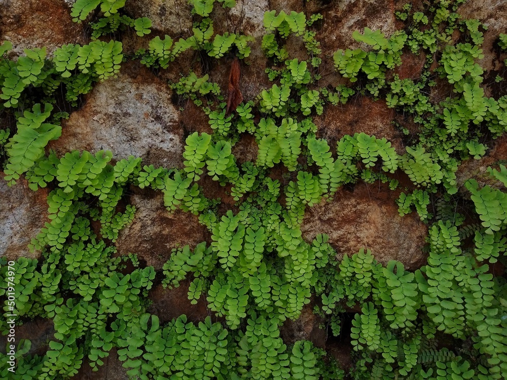 Maidenhair fern on a wall, close-up view Maidenhair fern on a wall, close-up view