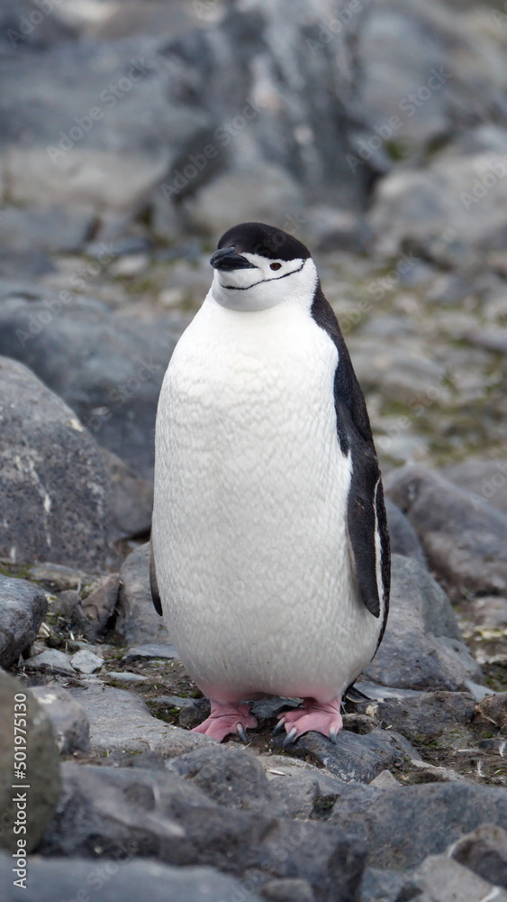 Fototapeta premium Chinstrap penguin (Pygoscelis antarcticus) on Half Moon Island, Antarctica