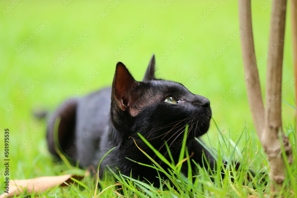 Young black cat hunts on the green grass of the lawn. kitten lying on grass in the park in sunshine day