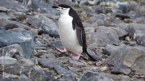 Chinstrap penguin (Pygoscelis antarcticus) walking on the rocks on Half Moon Island, Antarctica