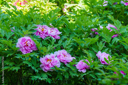 Red peony flowers blooming in spring