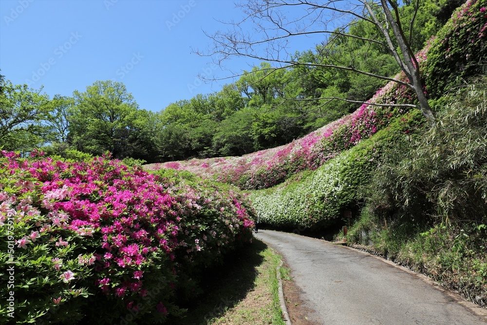 大阪府民の森　なるかわ園地のつつじ