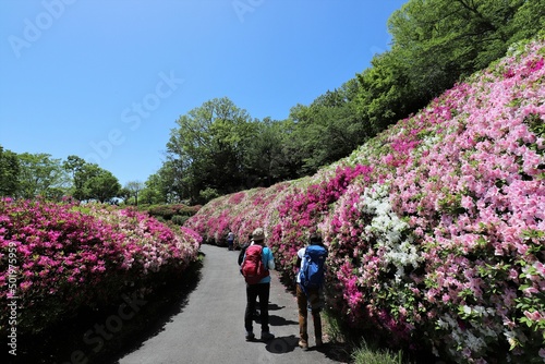 大阪府民の森　なるかわ園地のつつじ