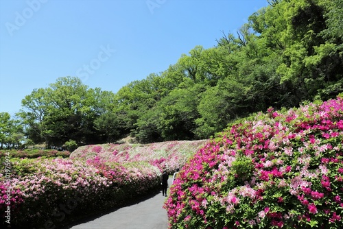 大阪府民の森　なるかわ園地のつつじ