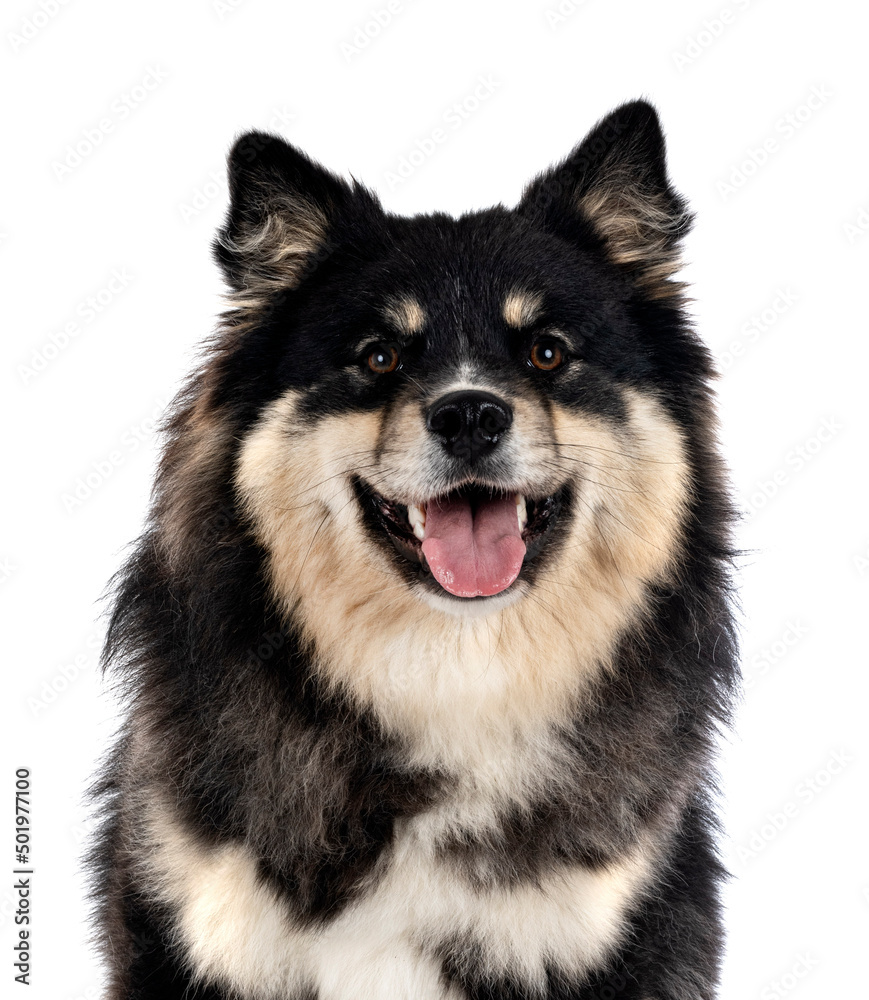 Finnish Lapphund in studio Finnish Lapphund in studio