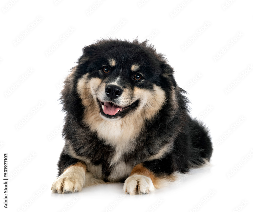 Finnish Lapphund in studio Finnish Lapphund in studio