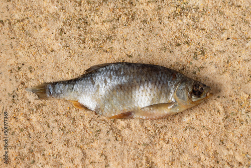 dried fish lies on a layer of salt and spices  close-up