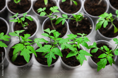 Young tomato seedlings in pots on a white window. Close-up. Seedlings and harvest