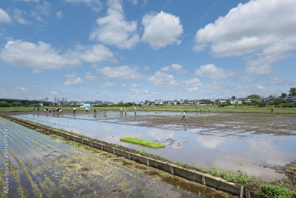 田植え