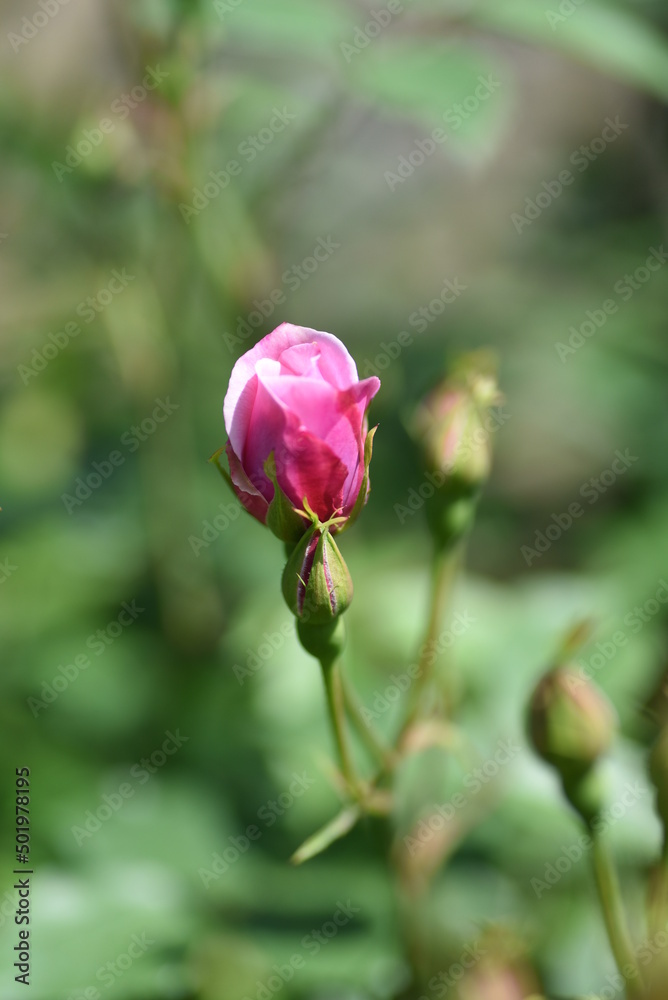 バラの蕾 バラの蕾