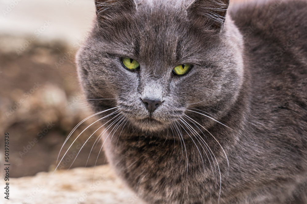 The head of a gray cat with yellow-green eyes close-up with a blurred background. Confident cat condescendingly looks at the camera