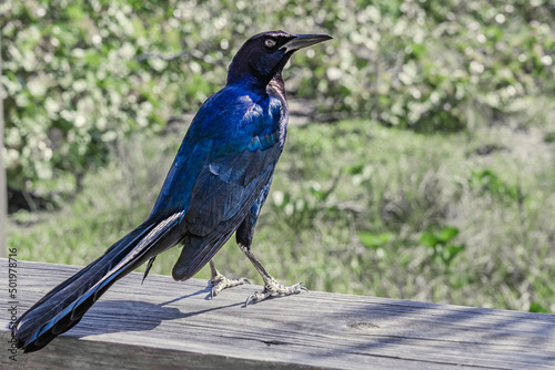 Rüppell's starling (Lamprotornis purpuroptera, Bird Rüppell's starling (Lamprotornis purpuroptera, Rueppell's glossy-starling, Rueppell's long-tailed starling, family Sturnidae) on a wooden railing in photo