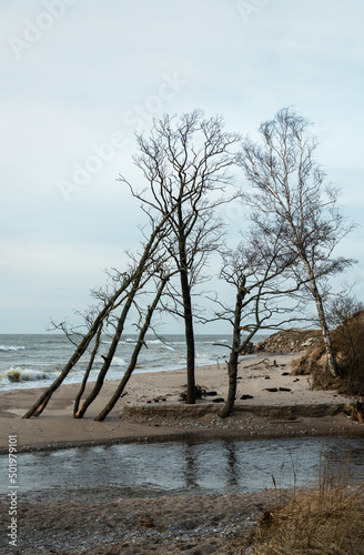 Coast of Baltic sea with broken trees.