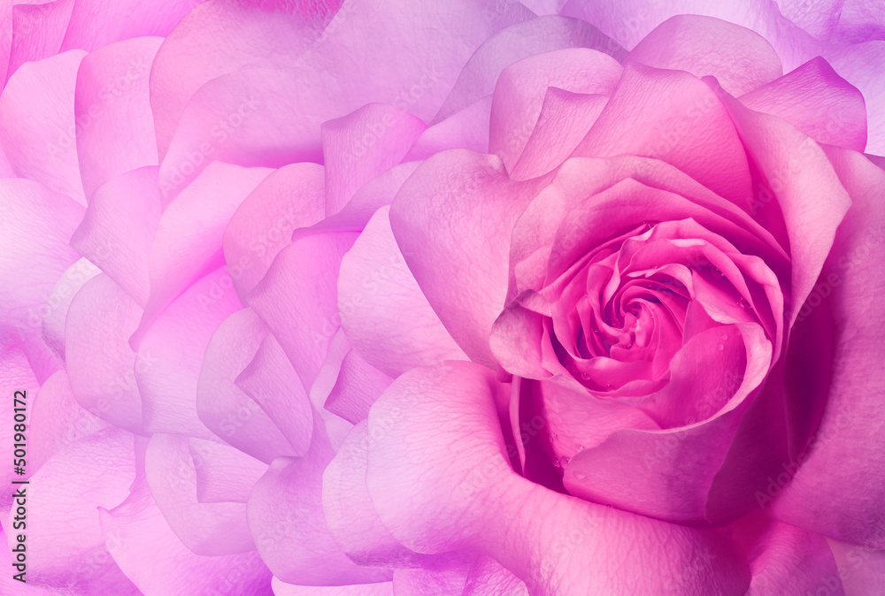 Tulips flowers purple. Floral background. Close-up. Nature. Tulips flowers purple. Floral background. Close-up. Nature.