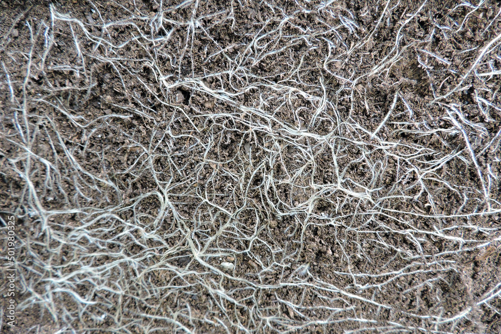 A close-up of a root system in soil A close-up of a root system in soil