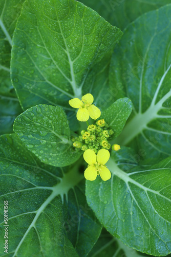 green vegetable 