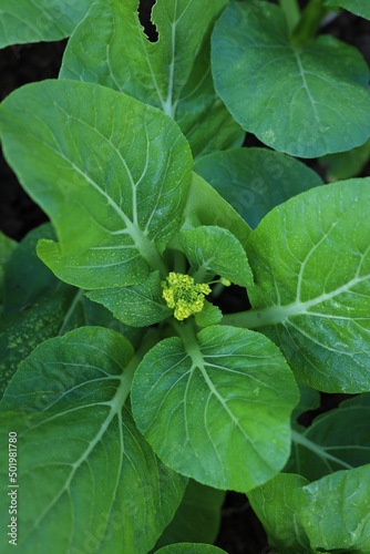green vegetable 