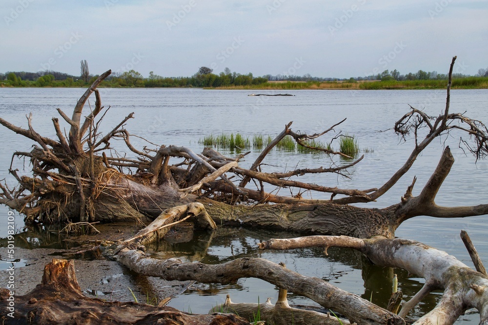 the trunk of a fallen tree lying in the water of the Vistula River the trunk of a fallen tree lying in the water of the Vistula River