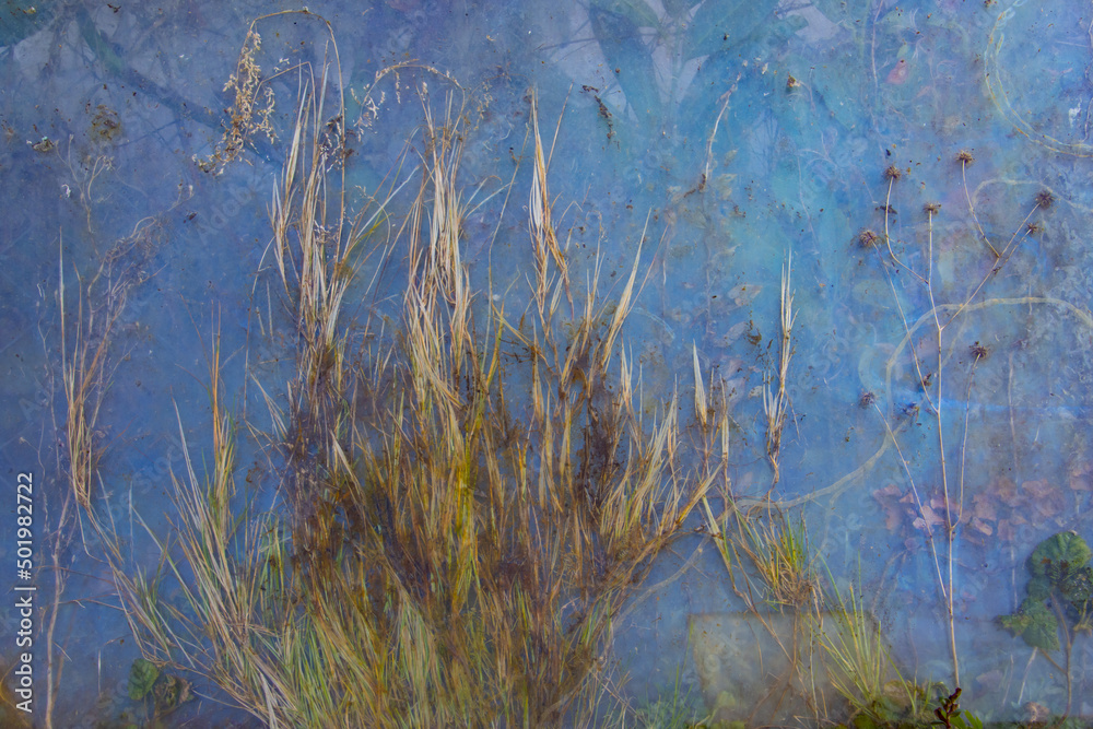 Fototapeta premium Grass growing between glass plates