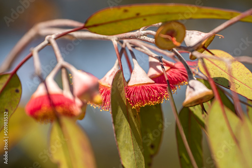 Blooming red eucalyptus flowers. Close-up of red eucalyptus flowers. photo