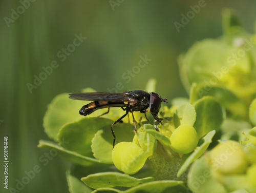 Macro photo of a Platycheirus peltatus  Hoverfly  no a small green flower