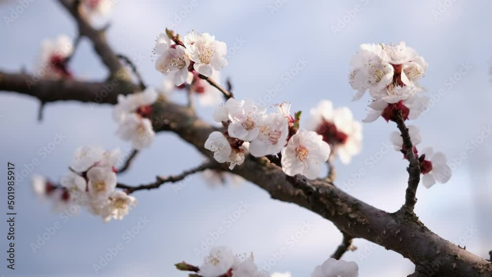 Cherry or apricot blossoms are in full bloom at spring day Cherry or apricot blossoms are in full bloom at spring day