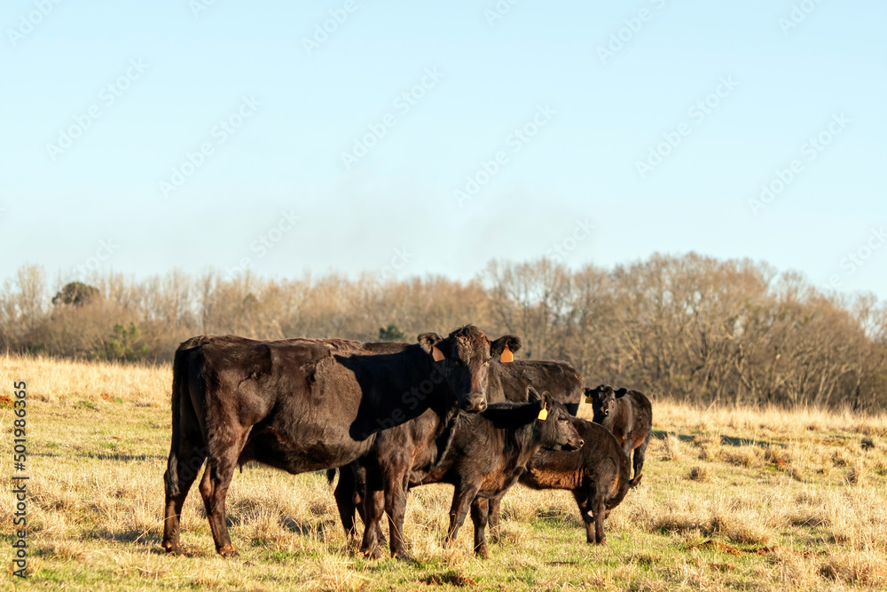 Angus beef cows and calves in winter pasture Angus beef cows and calves in winter pasture