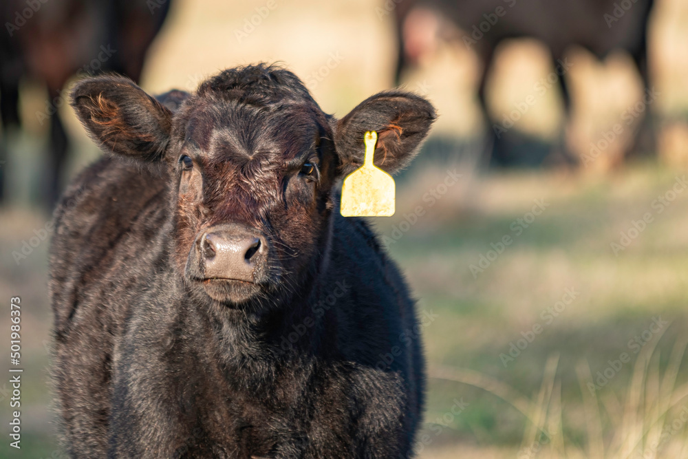Close-up of Angus commercial beef calf