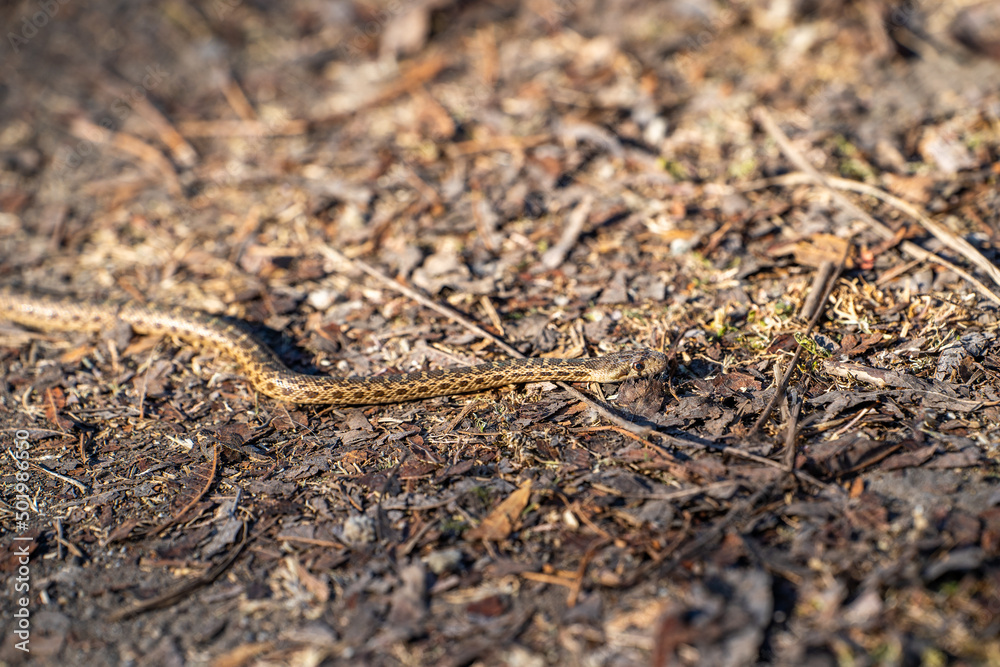 animal, animals in the wild, bay area, beautiful, brown, carnivorous, catenifer, crawling, fauna, gopher, gopher snake, harmless, nature, newborn, nonvenomous, north america, pacific gopher snake, pit animal, animals in the wild, bay area, beautiful, brown, carnivorous, catenifer, crawling, fauna, gopher, gopher snake, harmless, nature, newborn, nonvenomous, north america, pacific gopher snake, pit