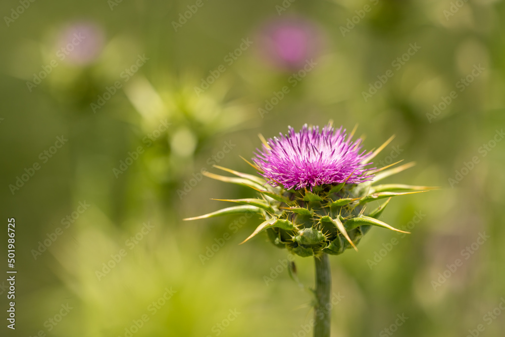Close-up of Milk thistle (Silybum marianum) Close-up of Milk thistle (Silybum marianum)