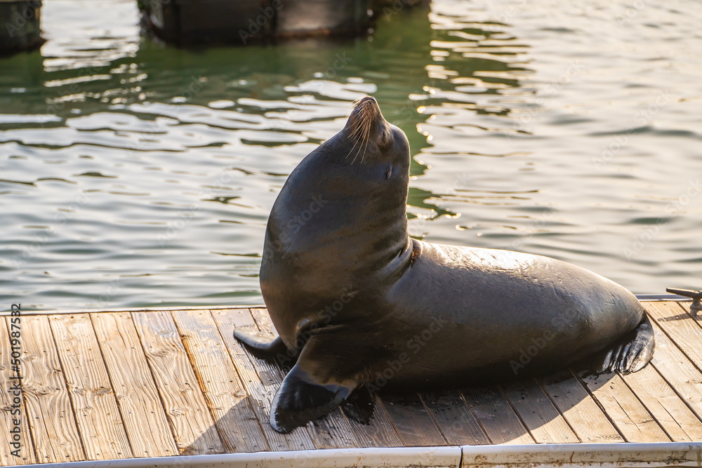 Fototapeta premium Sea lion at pier in San Francisco.
