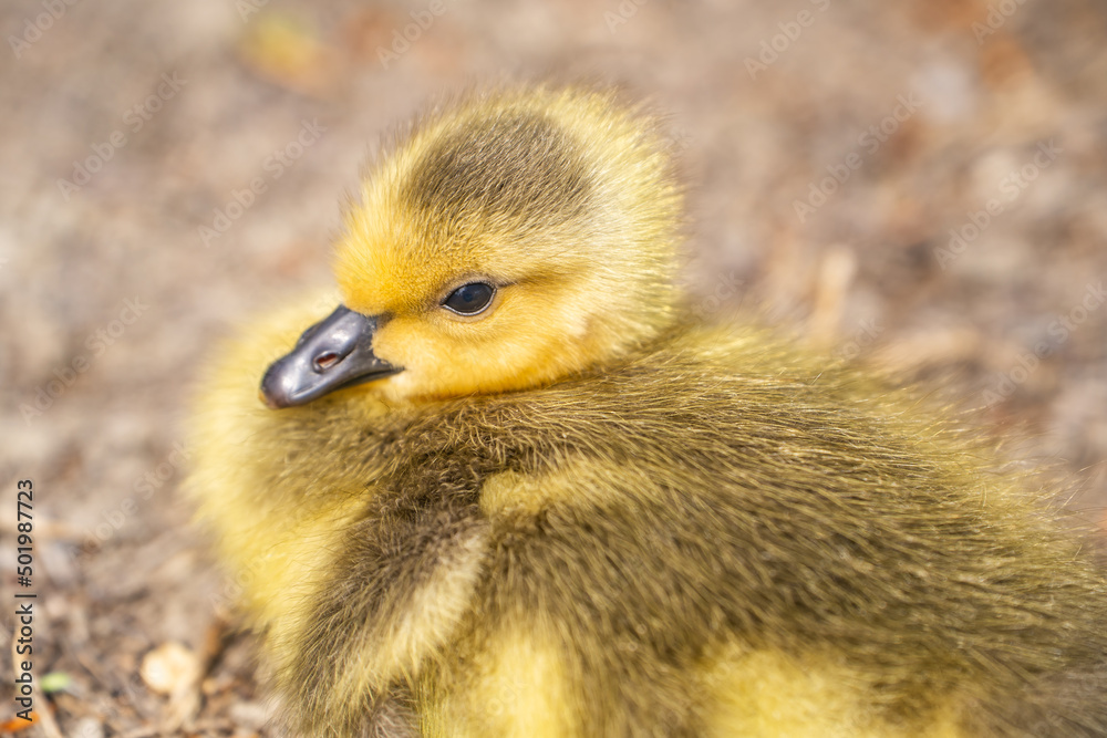 Close-up of Canadian Gosling. Wildlife photography. Close-up of Canadian Gosling. Wildlife photography.